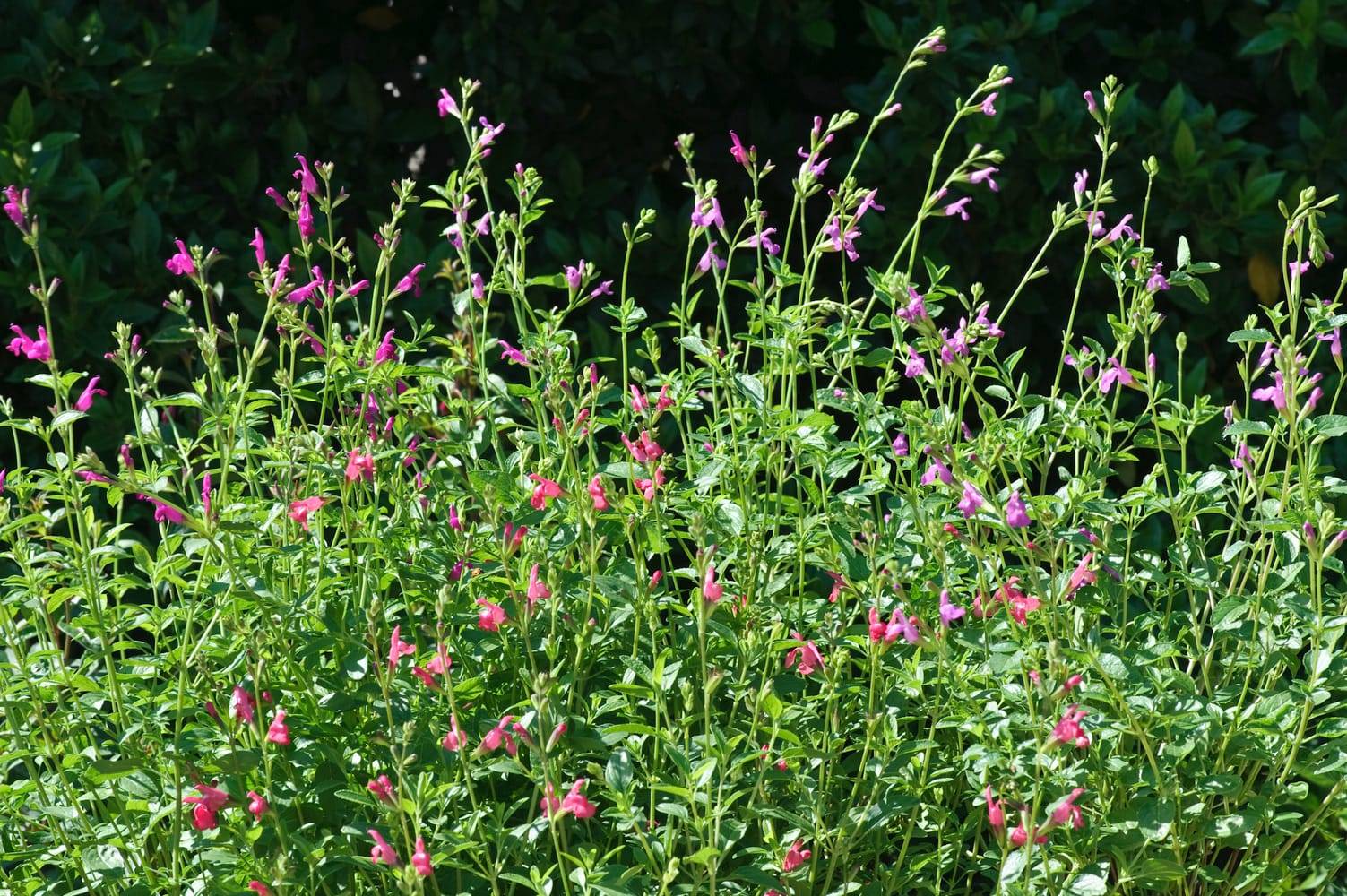 Salvia microphylla assorti - Sauge arbustive