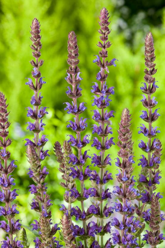 Salvia nemorosa 'Caradonna' - Sauge