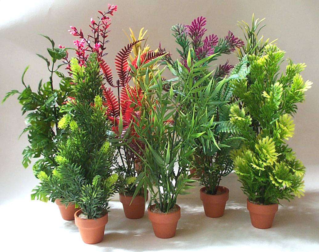 DISPLAY PLANTAS PARA ACUARIO - Imagen 1