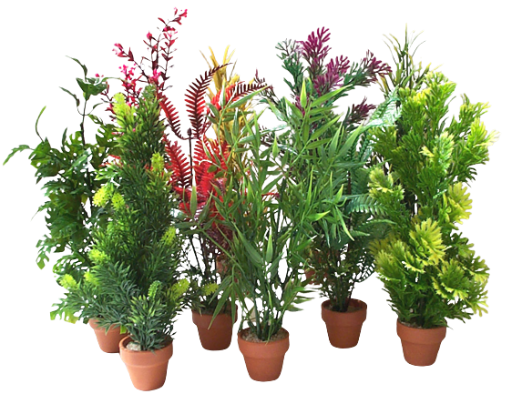 DISPLAY PLANTAS PARA ACUARIO - Imagen 2