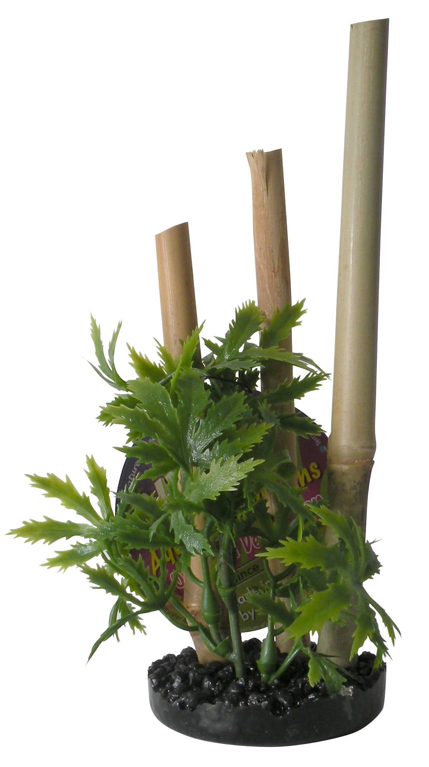 Bambou Plante Aquarium - TYROL - Image 1