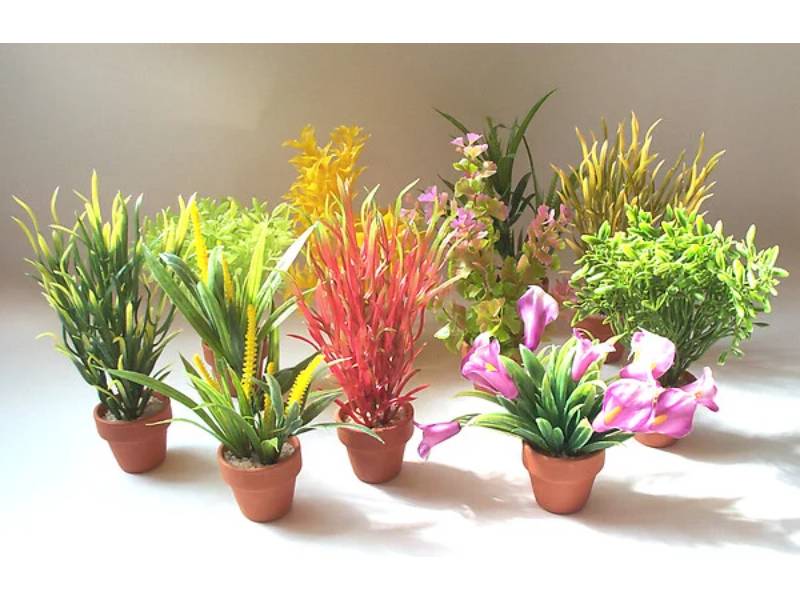 Plante basse pot x10 support pour aquarium SYDECO