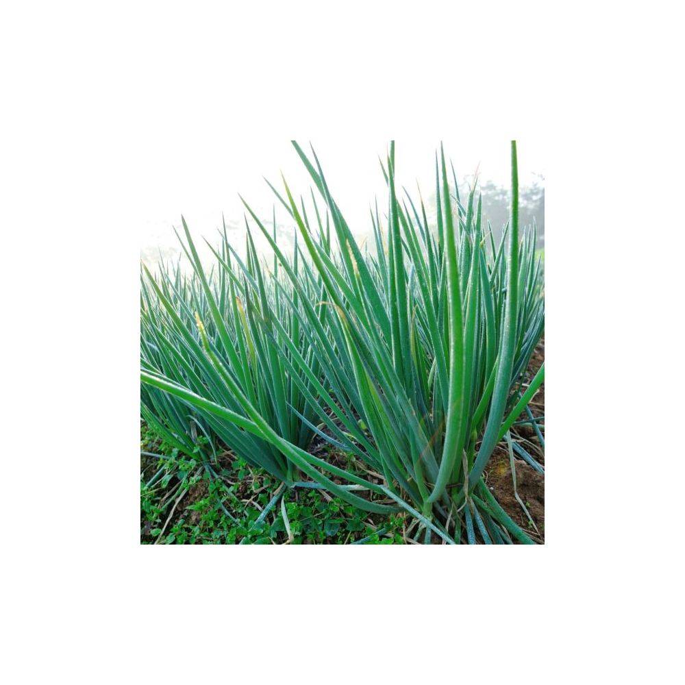 Ciboule blanche - Prêt à consommer - Image 4