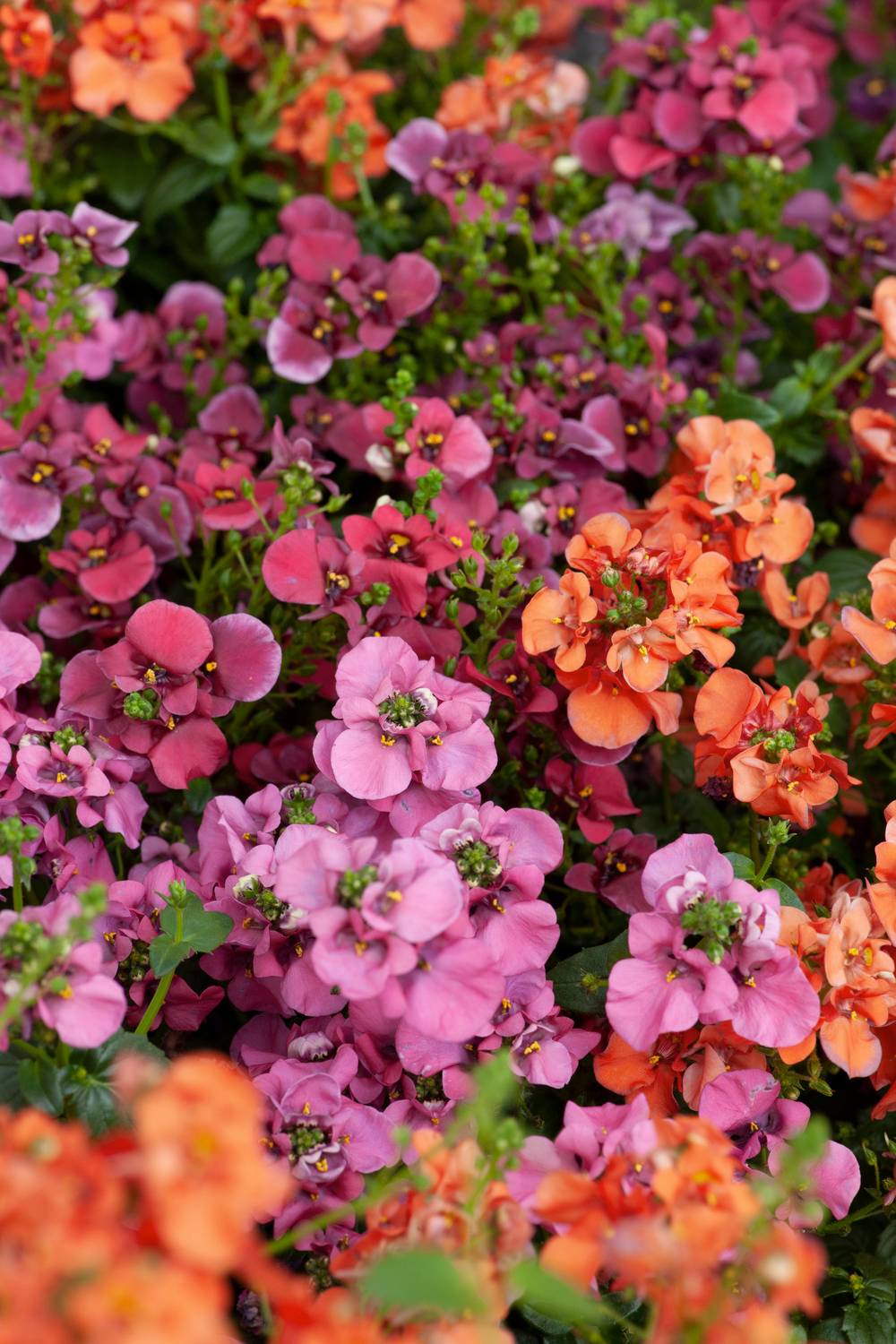 Diascia assorti