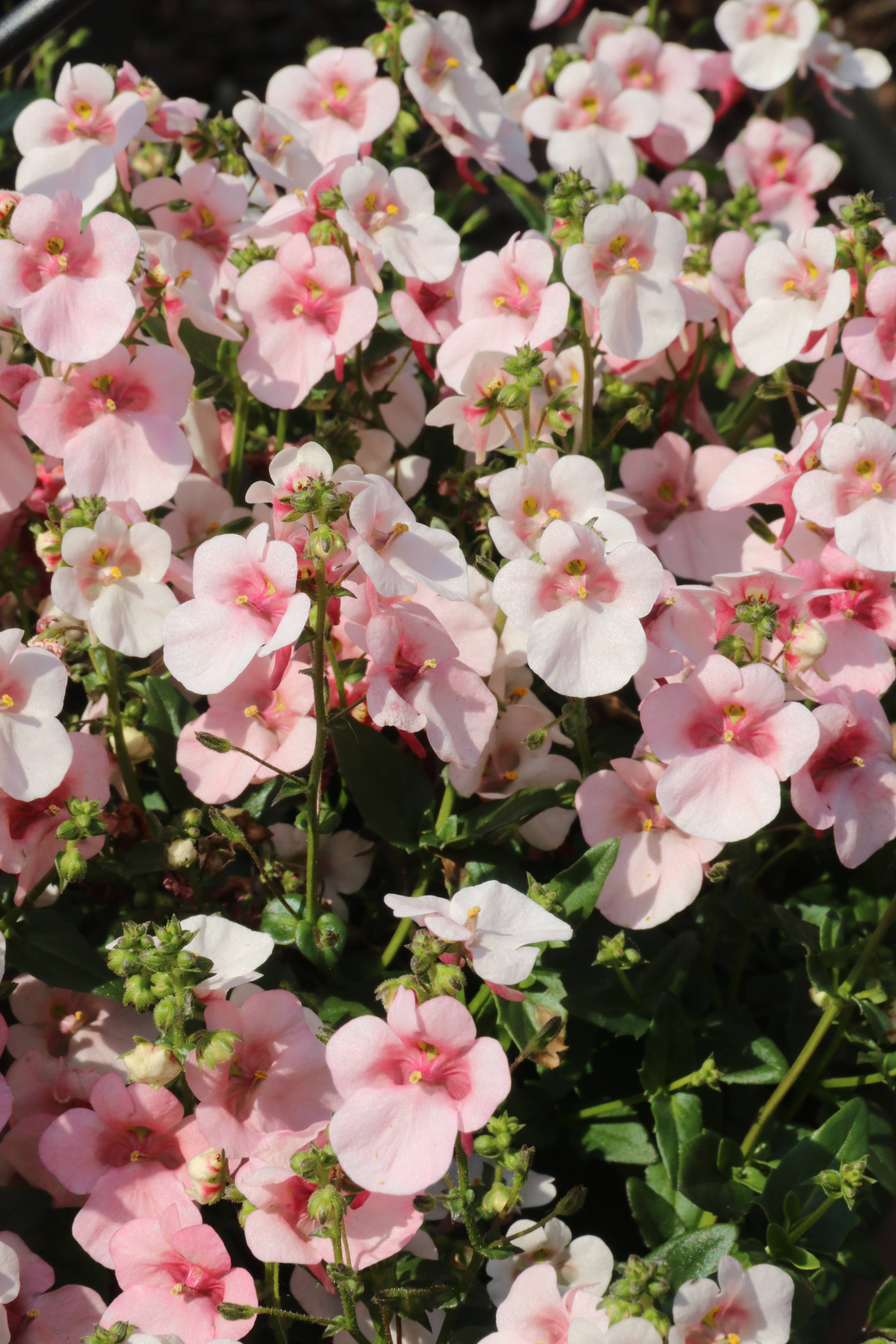 Diascia assorti - Image 2