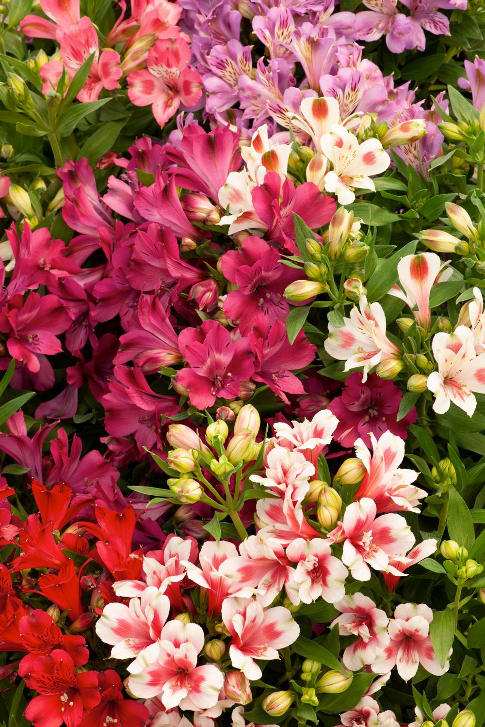 Alstroemeria assorti