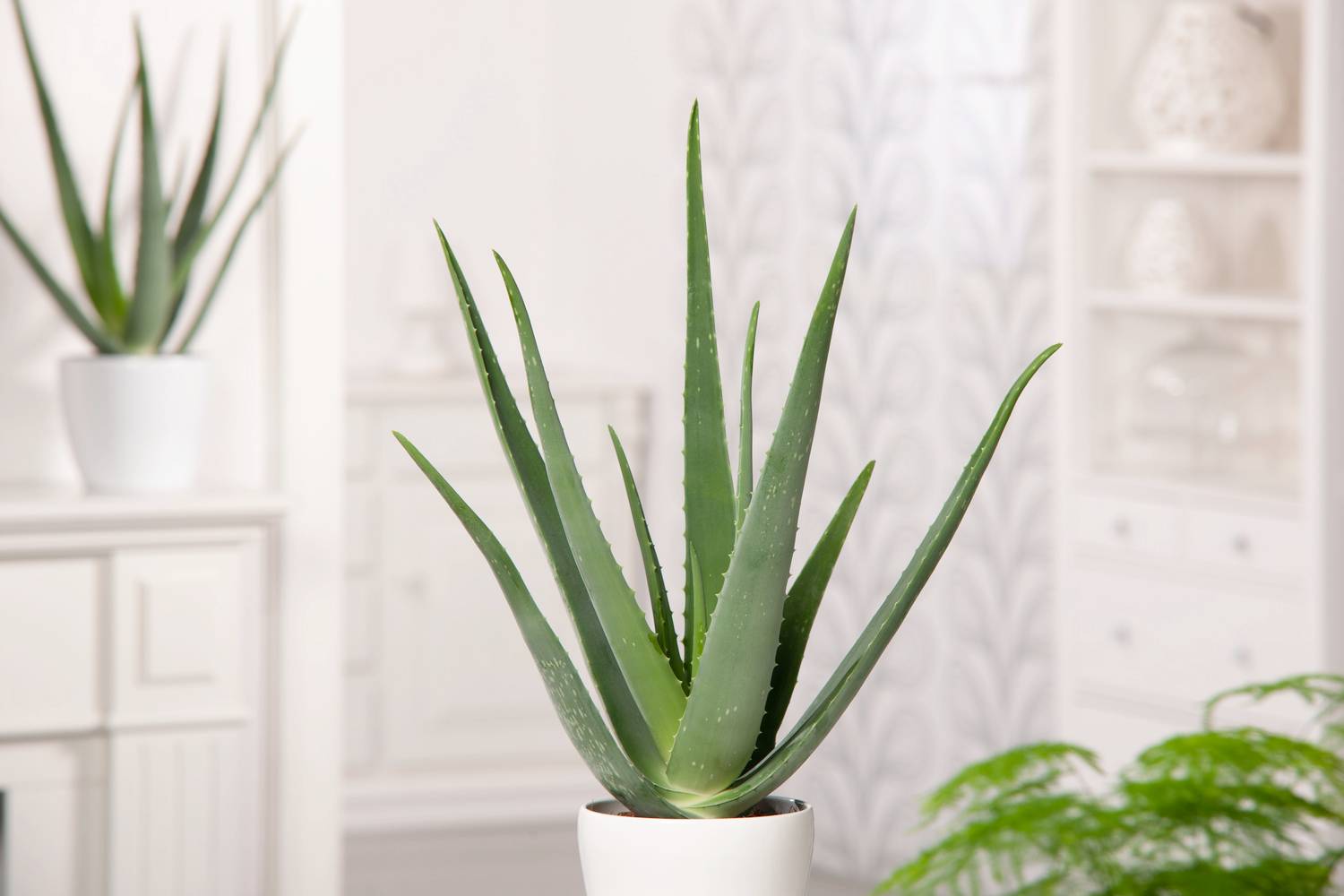 Aloe vera