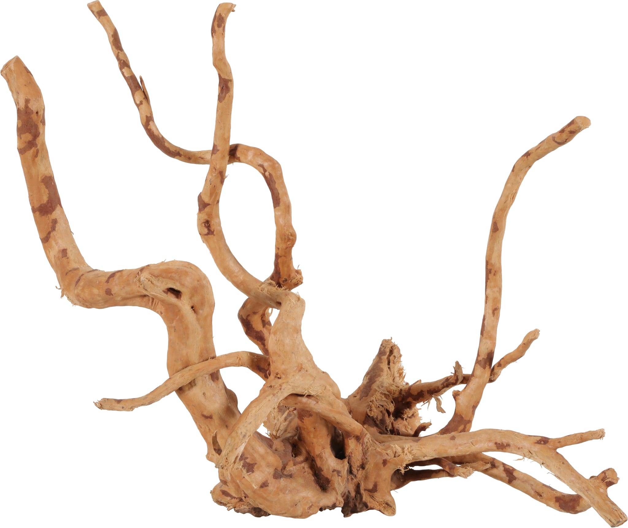RACINE ARAIGNÉE 30-40CM