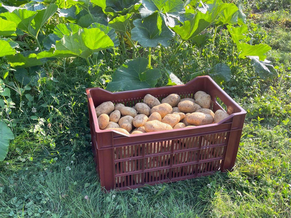 NONAME - Caja apilable abierta 34 litros Multiuso - Imagen 2