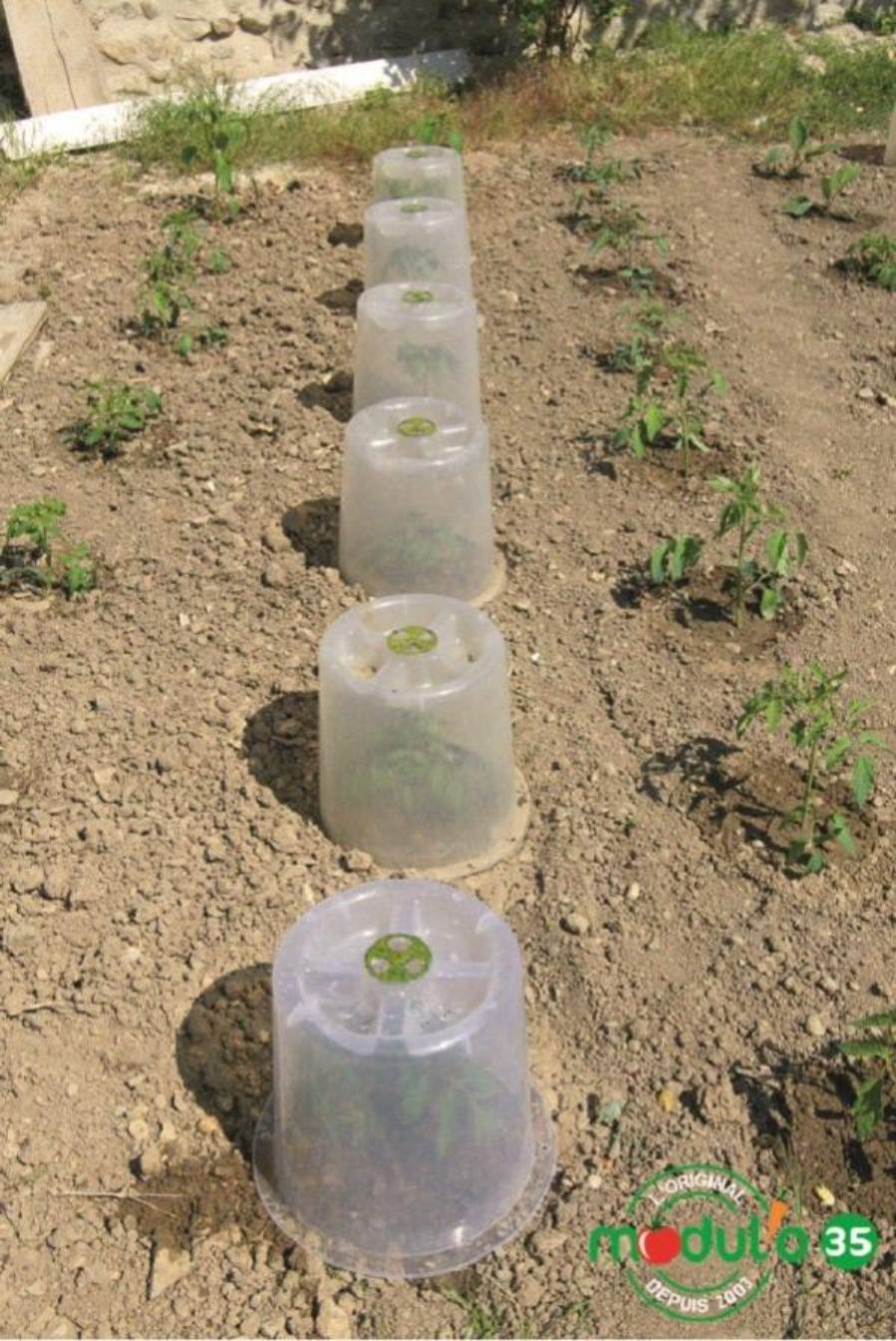 Modul'o - Lot de 3 cloches potagères avec 6 piquets Ø35 x H. 30 cm- Modul'o - Imagen 2