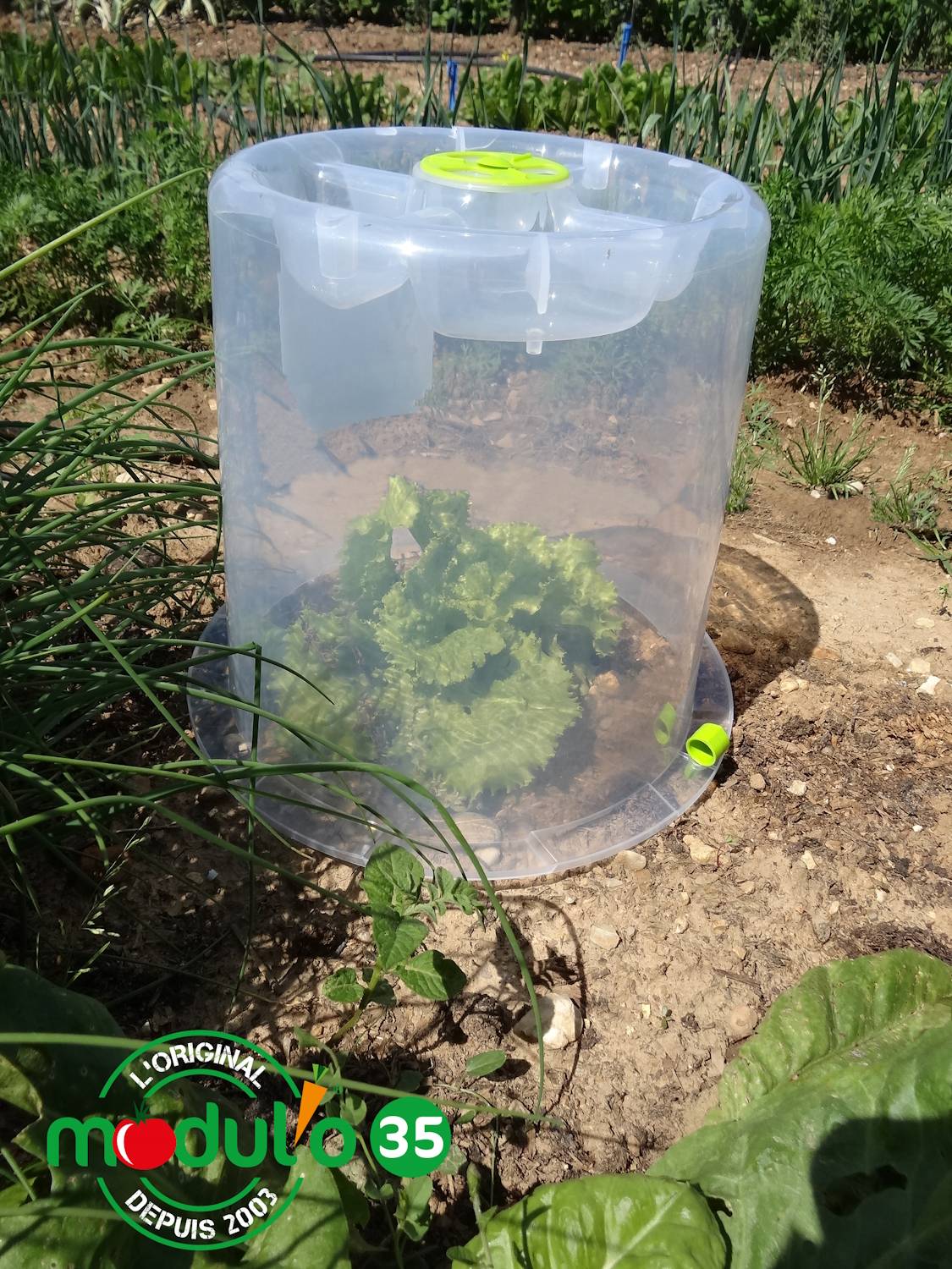 Modul'o - Lot de 3 cloches potagères avec 6 piquets Ø35 x H. 30 cm- Modul'o - Imagen 3