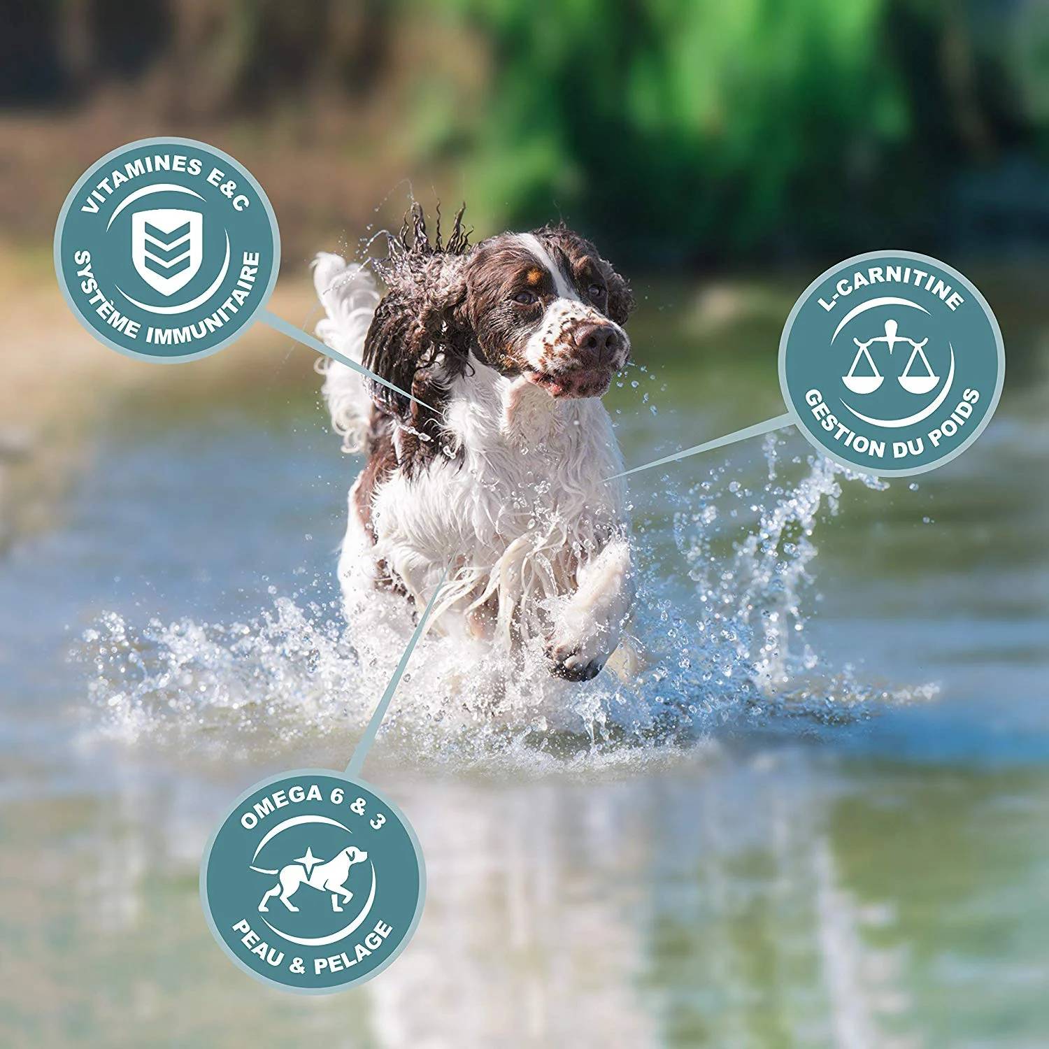 Croquettes pour chien adulte moyen Poulet 15 kg - EUKANUBA - Image 2