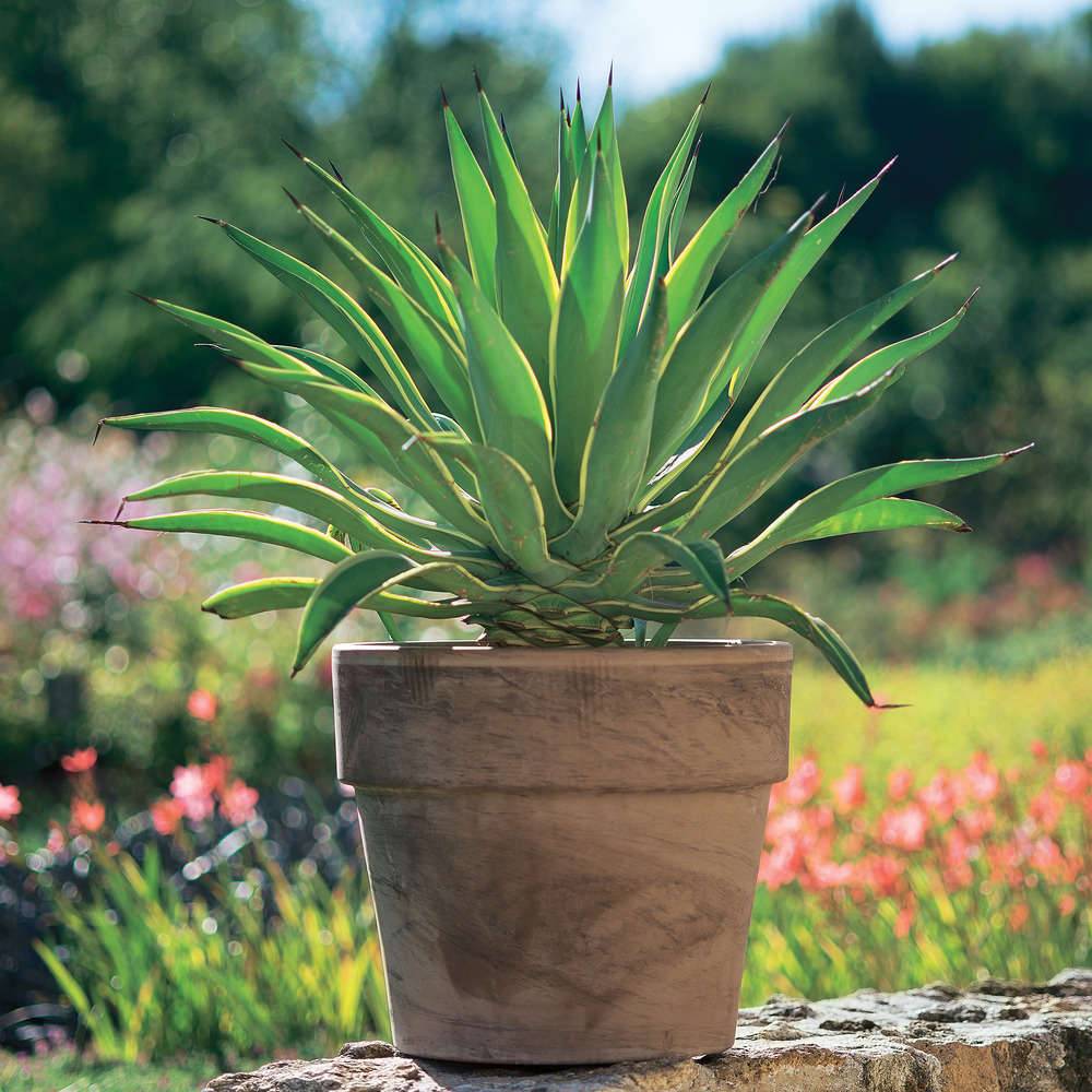 Ecloz - Pot Contenant Rond Terre Cuite Ø38 cm H33,4 cm Basalt - ECLOZ - Image 2