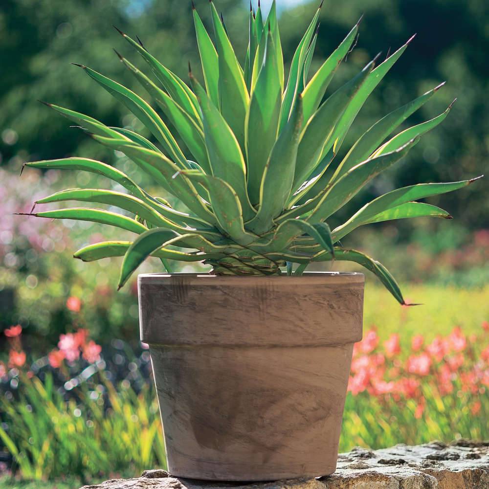 Ecloz - Pot Contenant Terre Cuite Rond Ø 24 cm H 21,6 cm - ECLOZ - Image 2