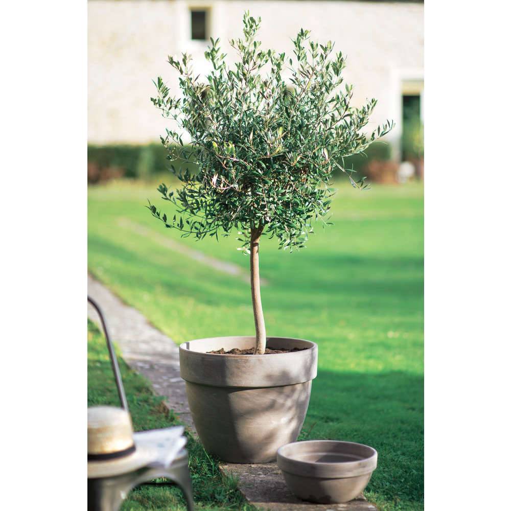 Ecloz - Copa de Jardín Terracota Basalto Ø 26 cm H 12,5 cm - ECLOZ - Imagen 1