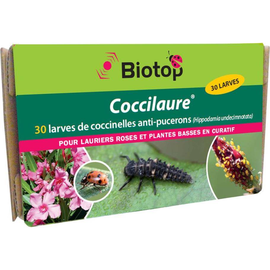 Greenapy - Coccinelles 30 larves Coccilaure anti pucerons Vivapack - Greenapy - Image 4