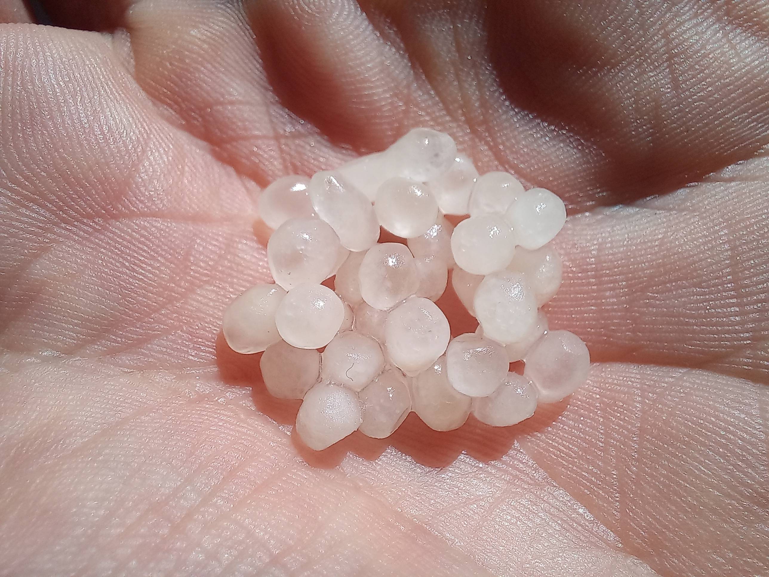 Greenapy - Nématodes anti-mouches des terreaux capsules - Greenapy - Image 7