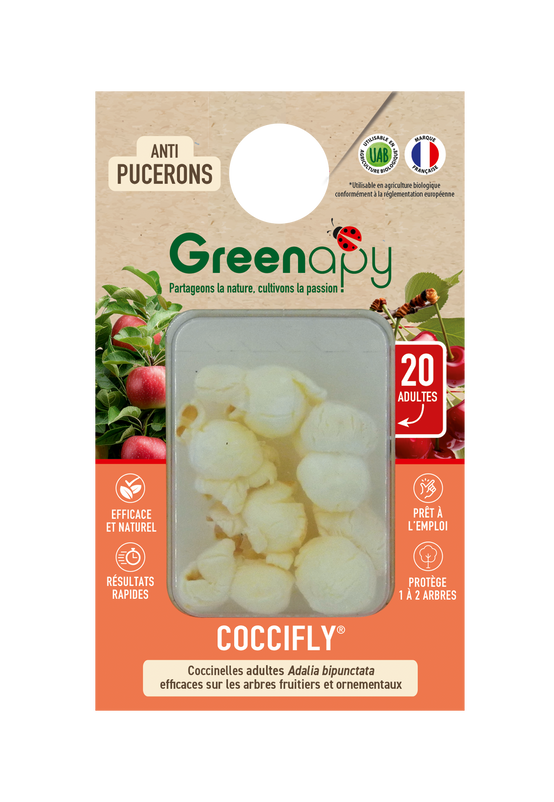 Greenapy - Coccinelles adultes Coccifly anti pucerons 20 adultes Vivapack - Greenapy - Image 1