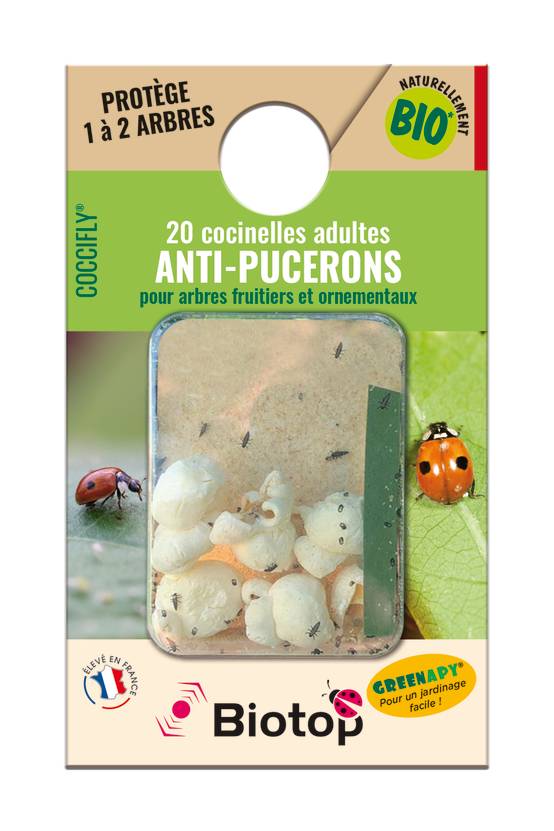 Greenapy - Coccinelles adultes Coccifly anti pucerons 20 adultes Vivapack - Greenapy - Image 2