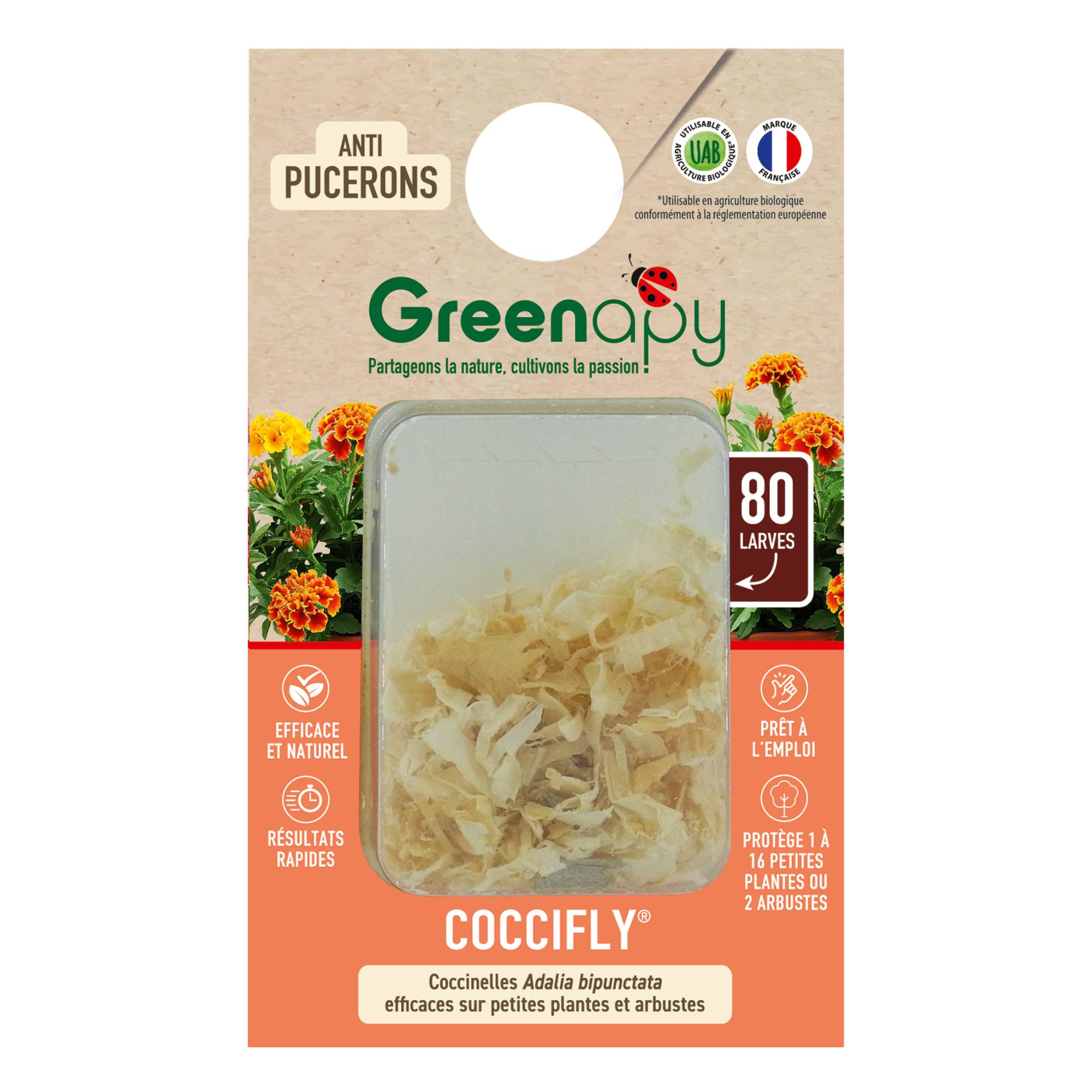 Greenapy - Coccinelles 80 larves Coccifly anti pucerons Vivapack - Greenapy