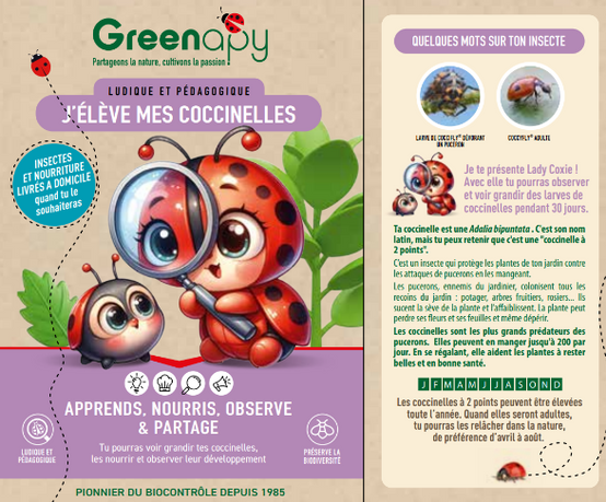 Greenapy - Kit pédagogique d'élevage de coccinelles avec BDC - Greenapy - Image 1