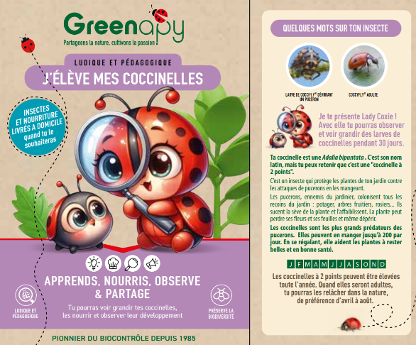 Greenapy - Kit pédagogique d'élevage de coccinelles avec BDC - Greenapy - Image 1