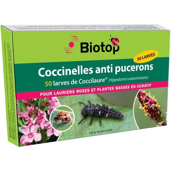 Greenapy - Coccinelles 50 larves Coccilaure anti pucerons Vivapack - Greenapy - Image 3