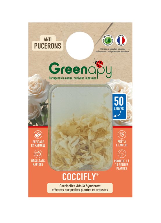 Greenapy - Coccinelles 50 larves Coccifly anti pucerons Vivapack - Greenapy - Image 1