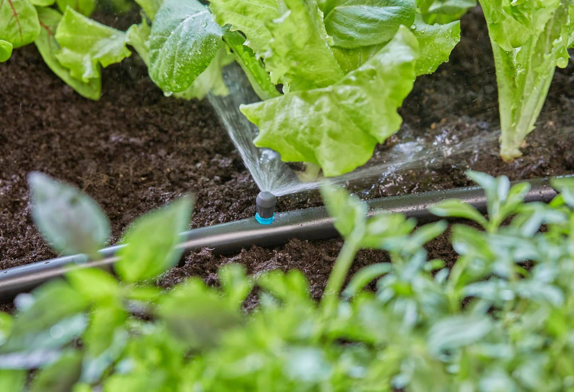 Gardena - Micro-asperseur 90° pour tuyau  Ø 13 mm boîte de 5 pièces - Gardena - Imagen 5