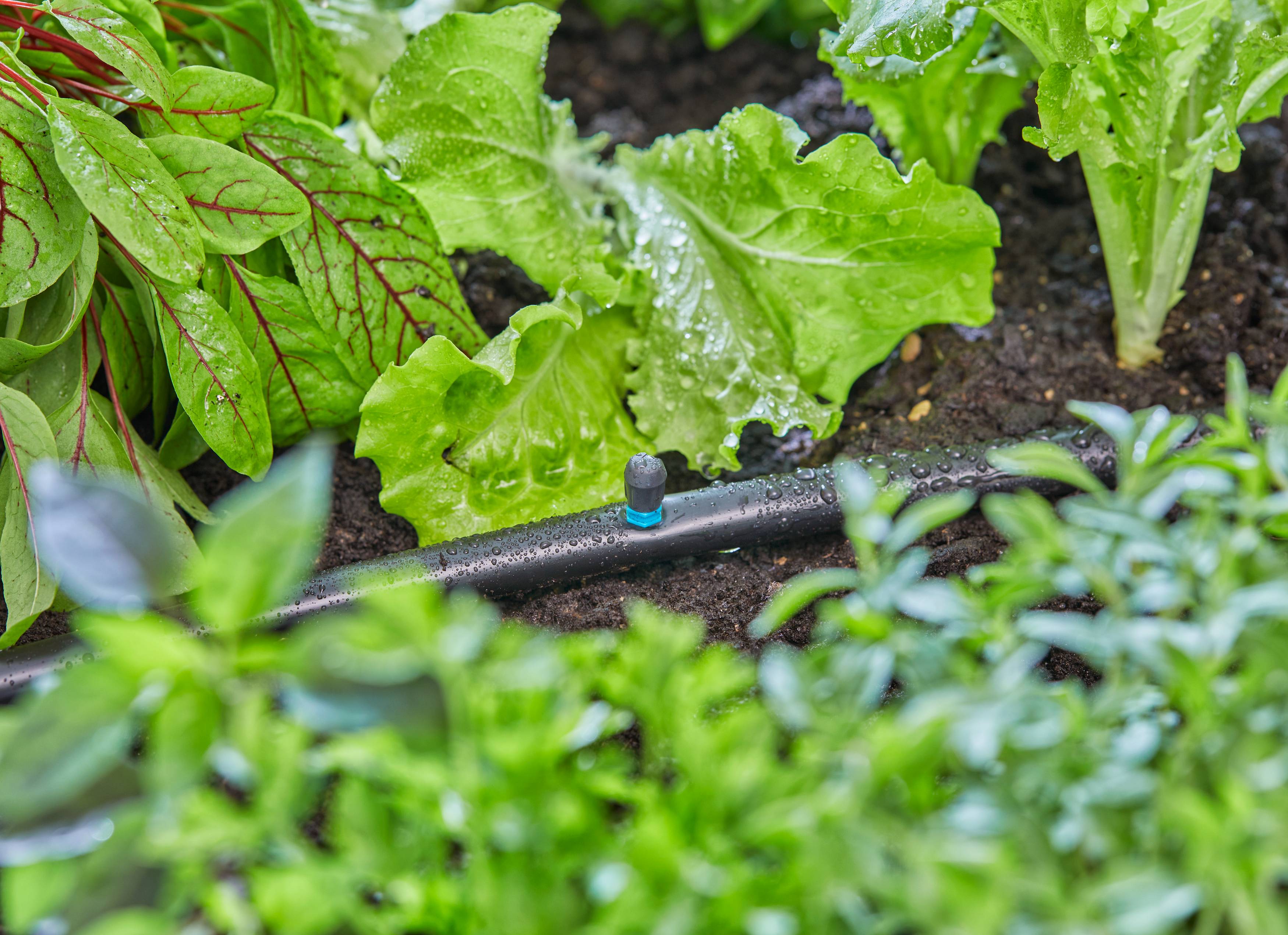Gardena - Micro-asperseur 90° pour tuyau  Ø 13 mm boîte de 5 pièces - Gardena - Imagen 6