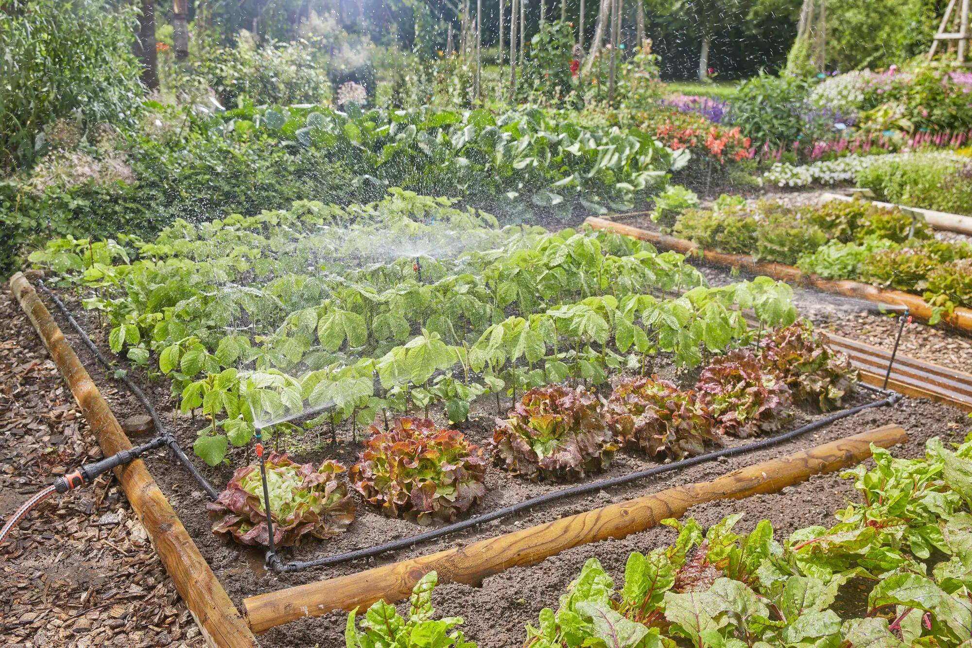 Gardena - Kit d'arrosage goutte-à-goutte - Gardena - Imagen 1