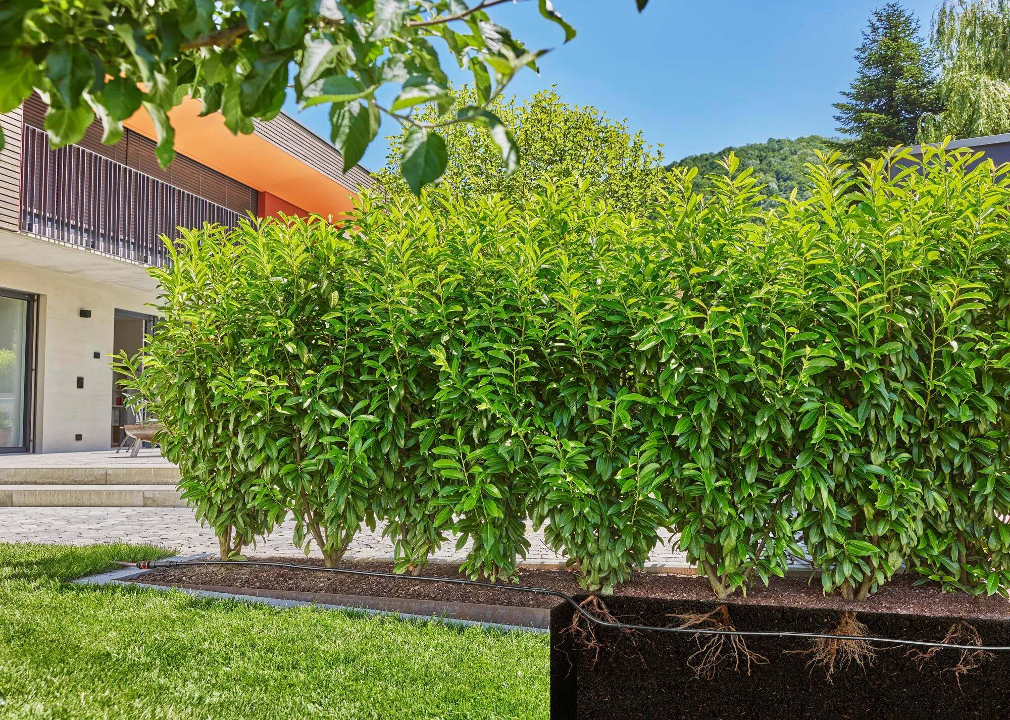 Gardena - Kit d'arrosage goutte à goutte 50m - Gardena