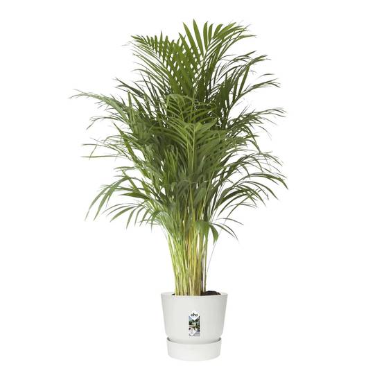 Maceta Elho Greenville Ø47 H44 cm blanco - Imagen 12