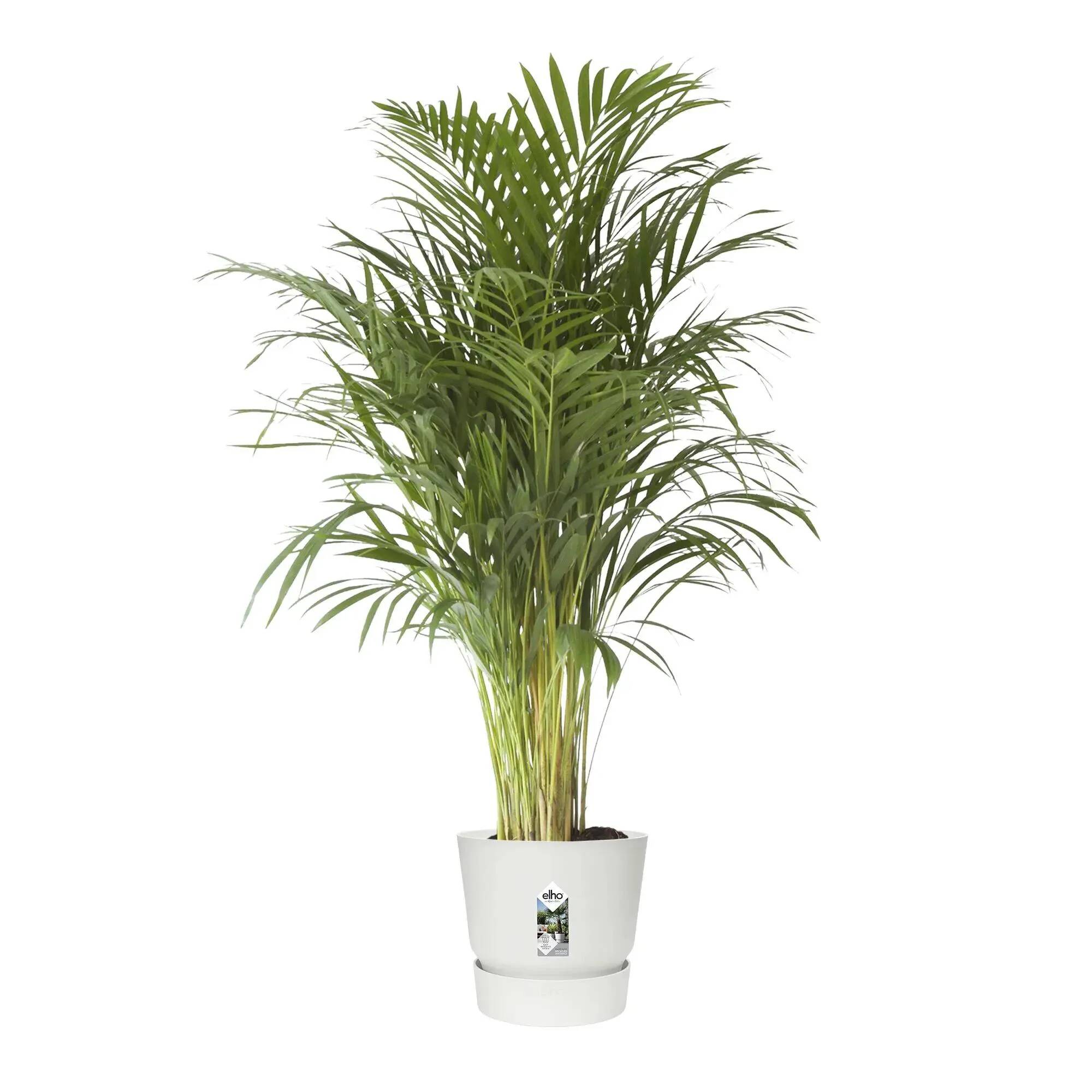 Maceta Elho Greenville Ø47 H44 cm blanco - Imagen 12