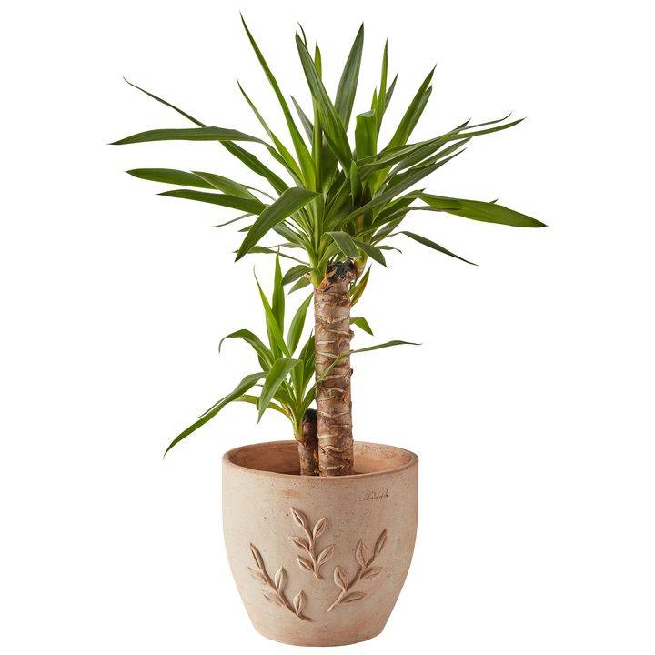 Ecloz - Pot en terre cuite Amano ⌀38cm ECLOZ - Imagen 2