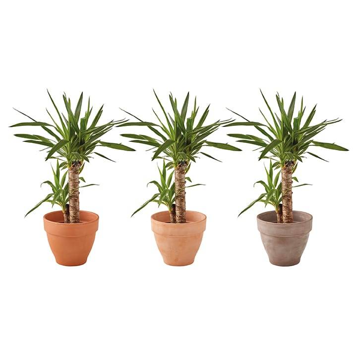 Ecloz - Pot en terre cuite Veneto Cotto ⌀.40 cm - ECLOZ - Image 3