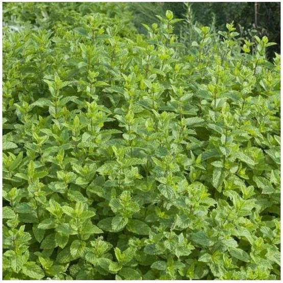 Menthe verte