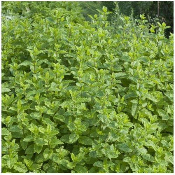 Menthe verte
