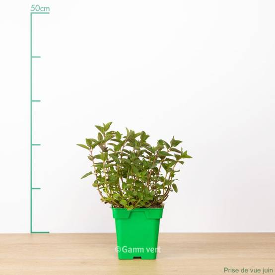 Menthe chocolat - Image 2