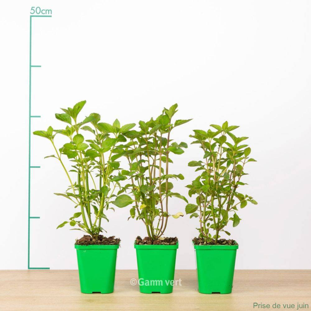 Menthe poivrée lot de 3