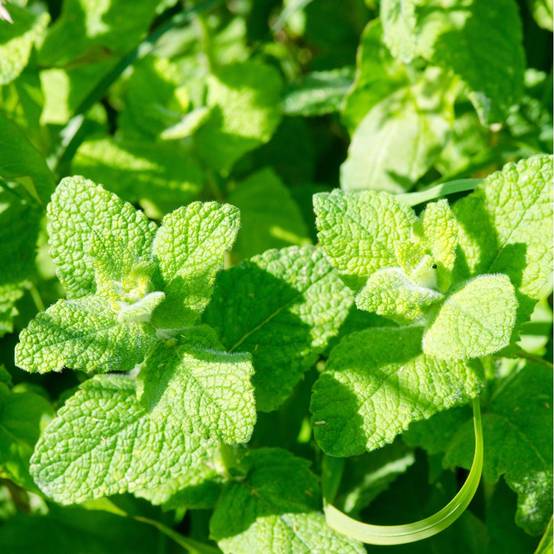 Menthe pomme - Image 3
