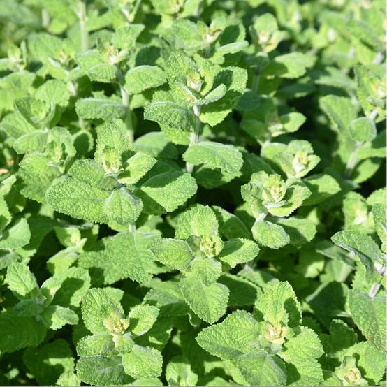 Menthe pomme - Image 2