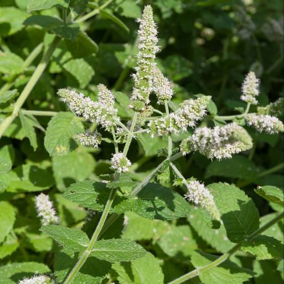Menthe pomme - Image 1