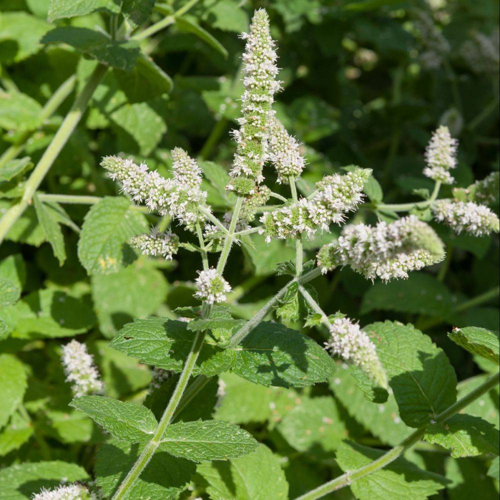 Menthe pomme - Image 1