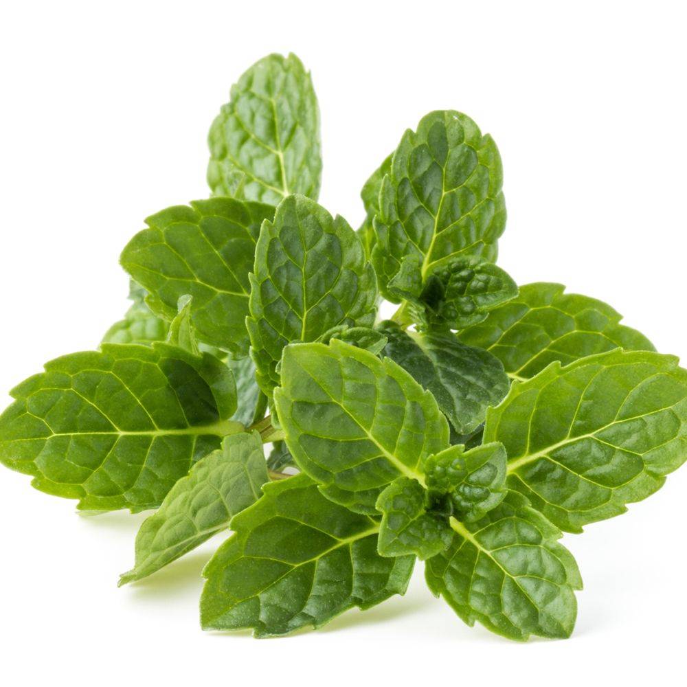 Menthe bergamote