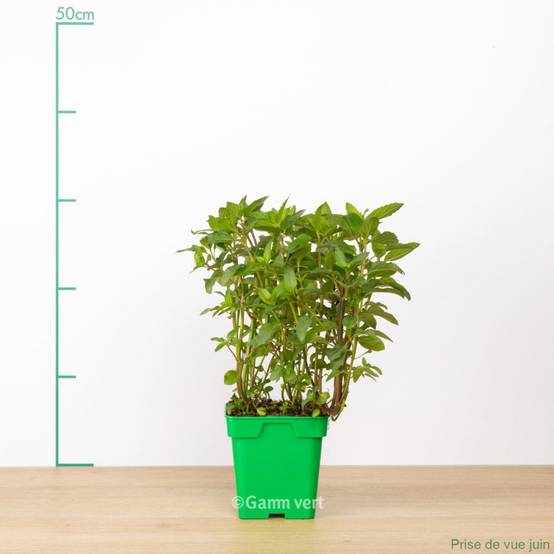 Menthe bergamote - Image 4