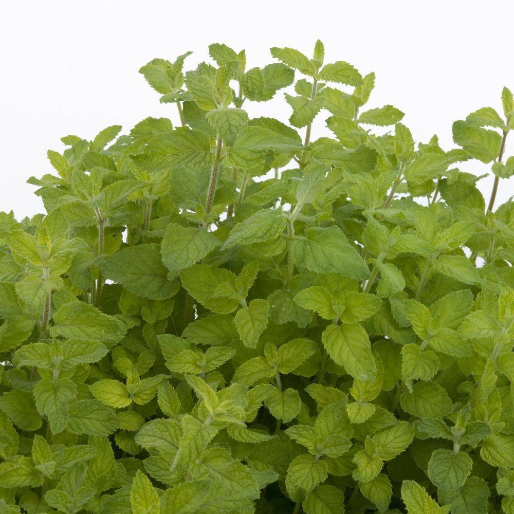 Menthe bergamote - Image 5