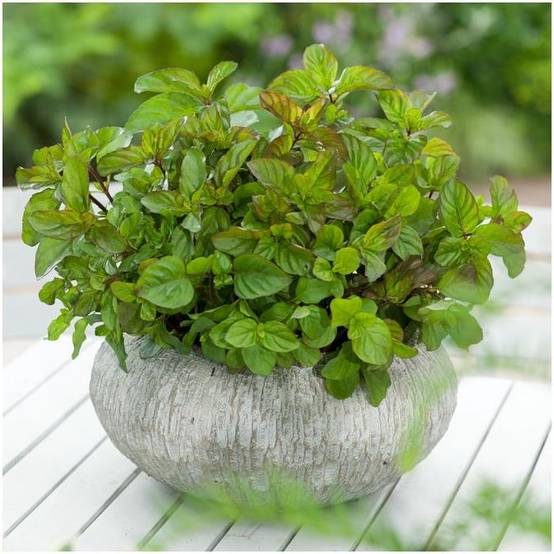 Menthe bergamote - Image 3