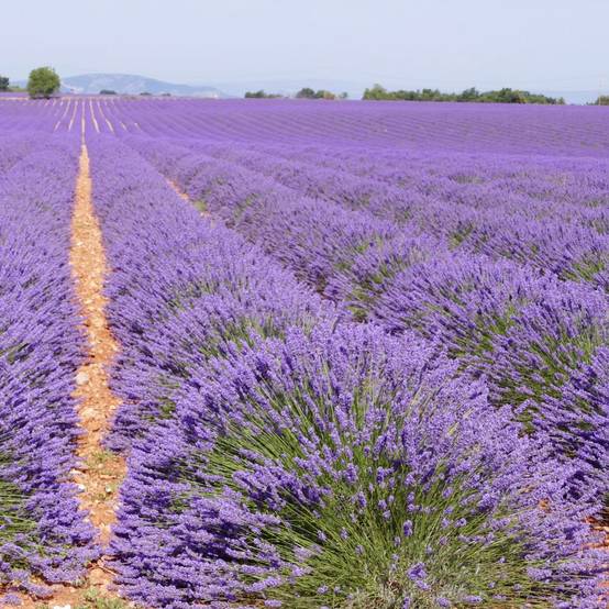 Lavande officinale - Image 3