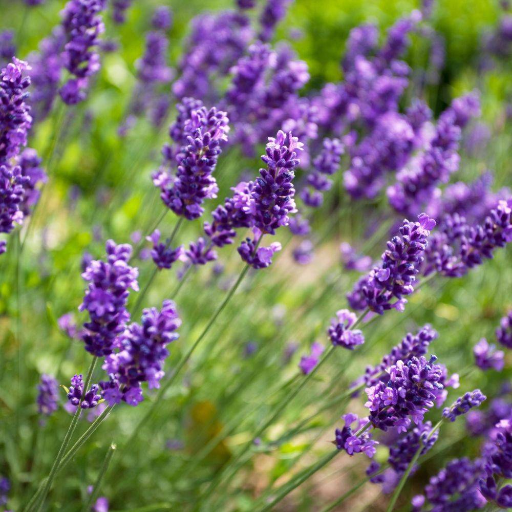 Lavande officinale lot de 3